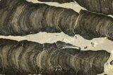 Polished Stromatolite (Boxonia) From Australia - Million Years #243157-1